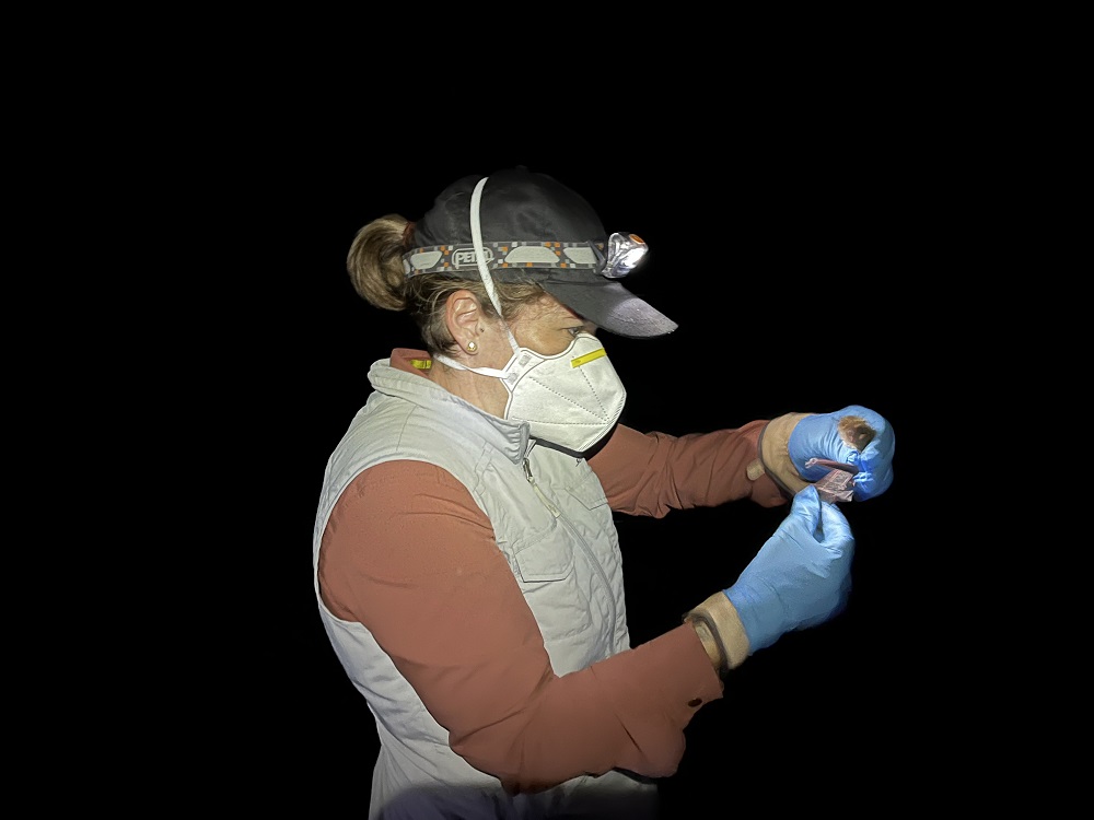 researcher wearing mask and gloves, holding bat