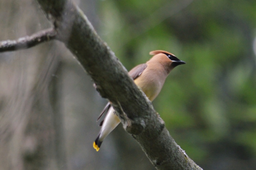 Cedar Waxwing Bird in tree