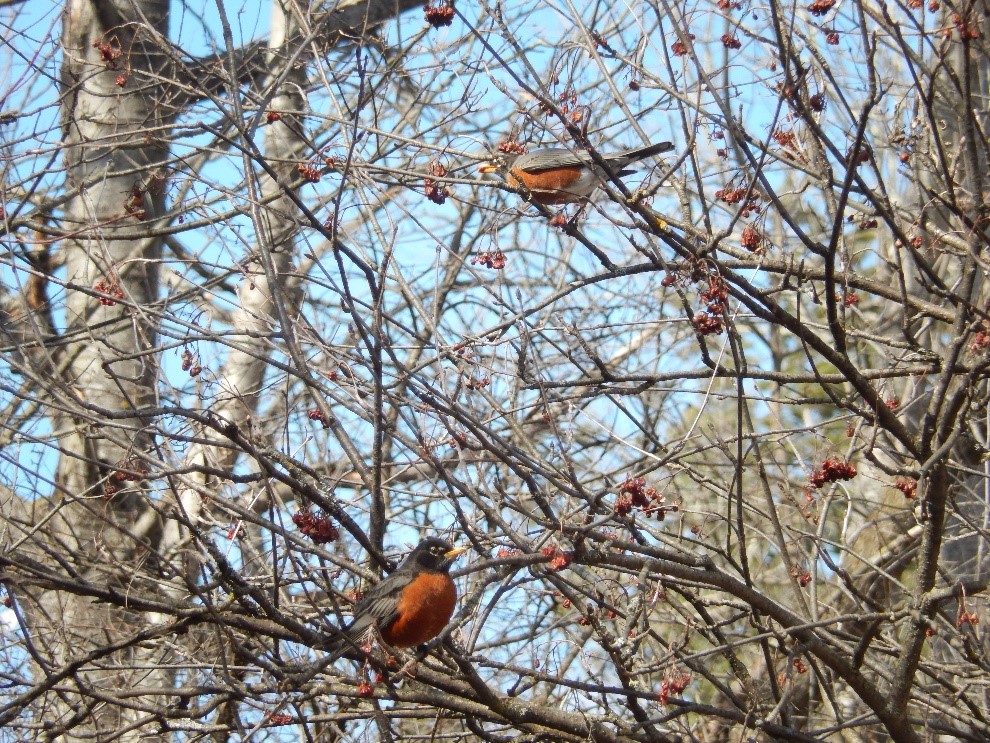birds in trees