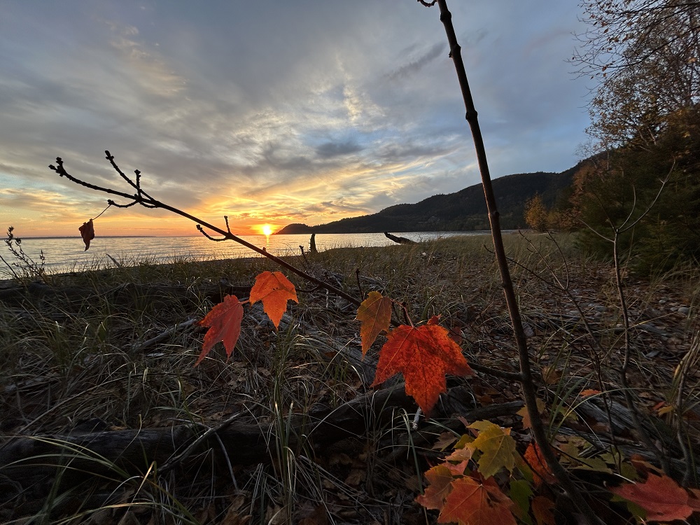 view of maple sapling in foreground, sunset over lake in background