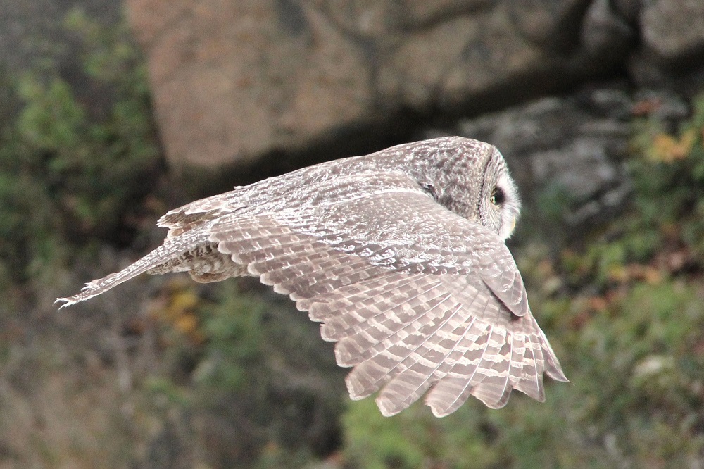 Great Grey Owl in flight