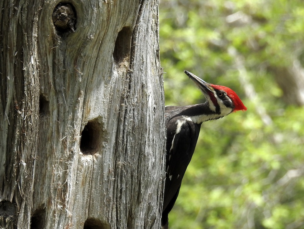 Pileated Woodpecker perched on tree trunk. Tree trunk has many large bore holes