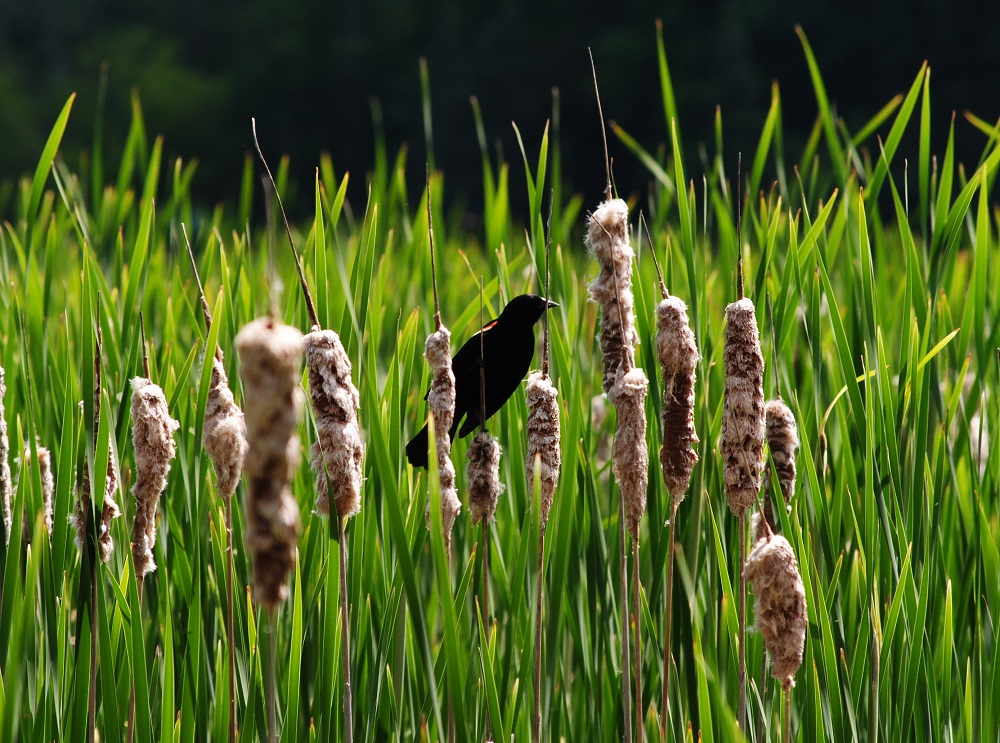 Red-winged Blackbird in marsh
