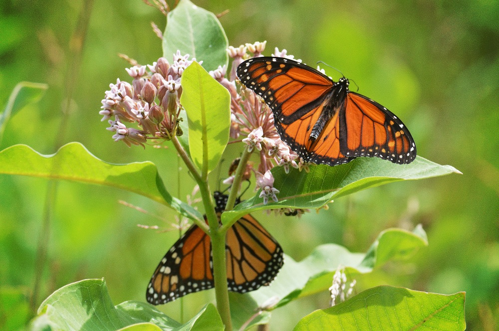 Monarch butterflies on common milkweed