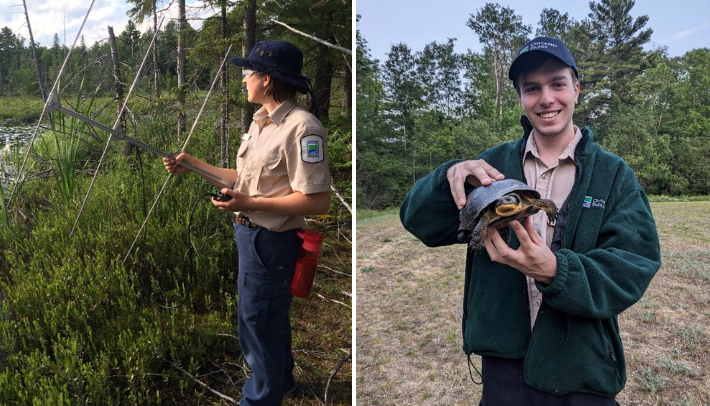 collage of staff holding telemetry device and staff holding Blanding's Turtle