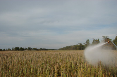 spraying phragmites to help control spread