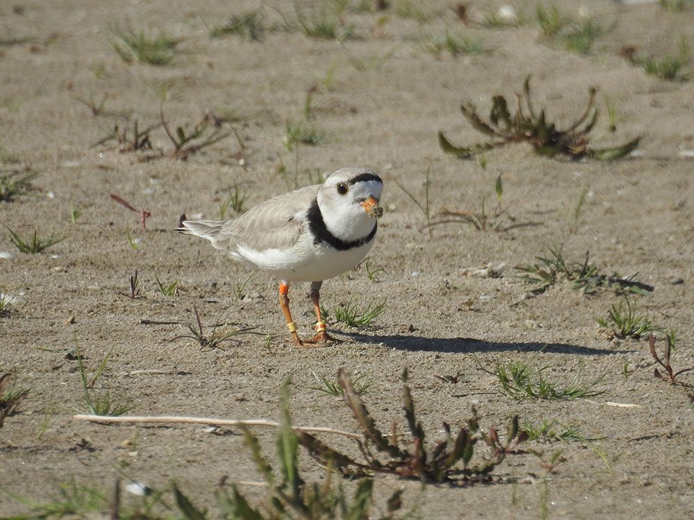 Piping plover on a beach