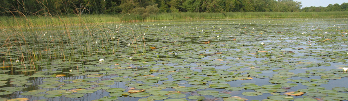 Two people overlooking pond on boardwalk