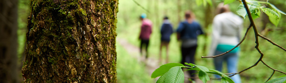 People hiking on a trail