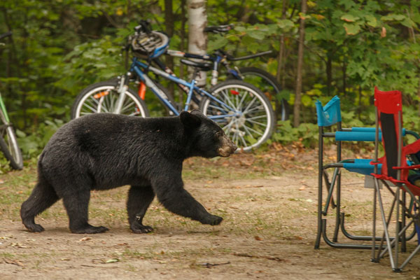 bear on campsite