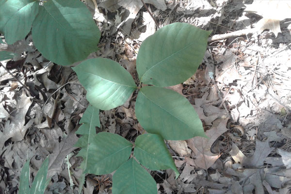 image of poison ivy