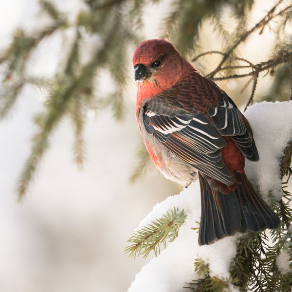 bird watching