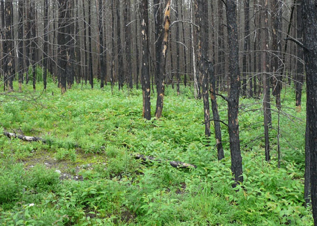 View of trees