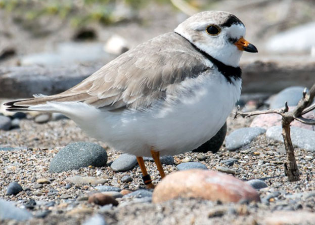 Piping Plover