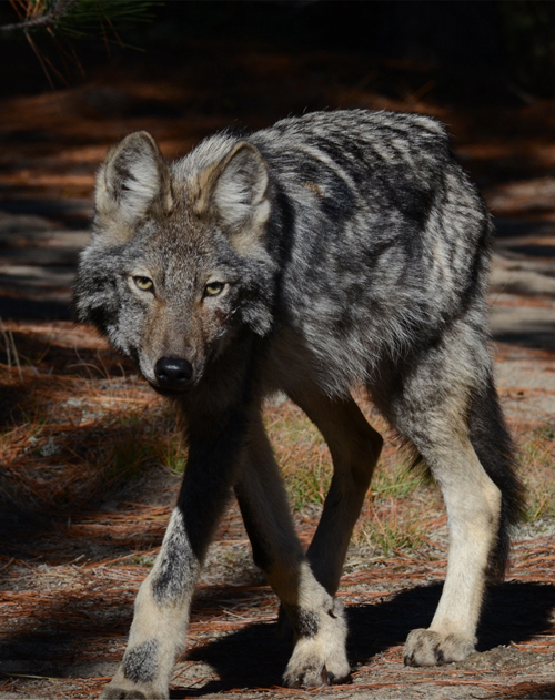 an Algonquin Wolf walking