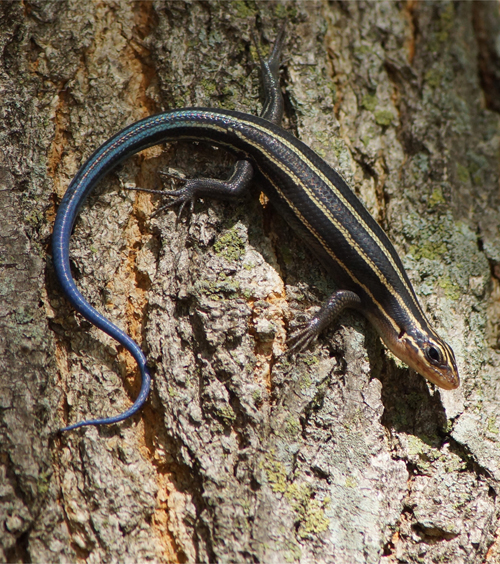 a five-lined skink on a tree trunk