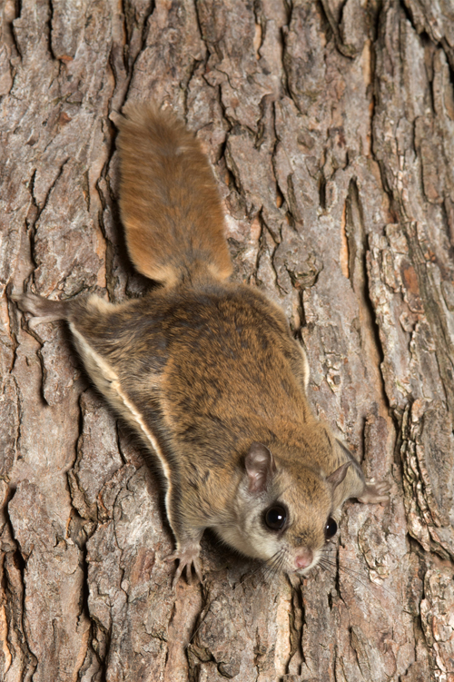 a flying squirrel hanging on a tree trunk