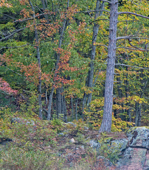 a forest stand
