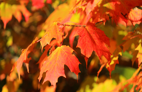 maple tree leaves