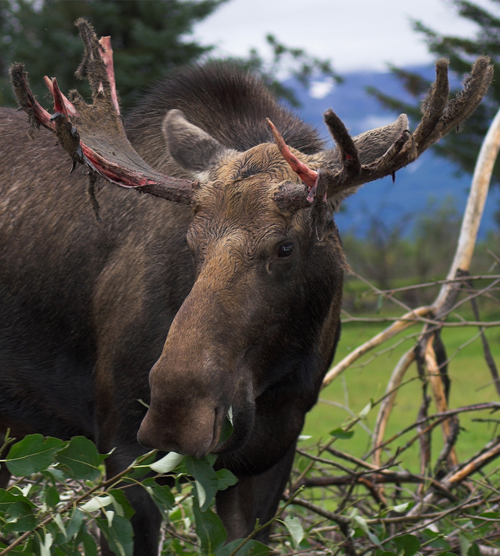 a moose looking through brush