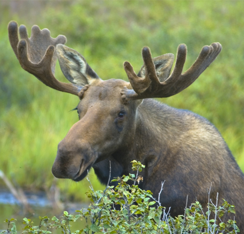 a moose sitting near bushes