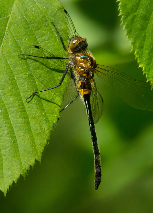 a Racket-tailed Emerald Dragonfly sitting on a leaf.