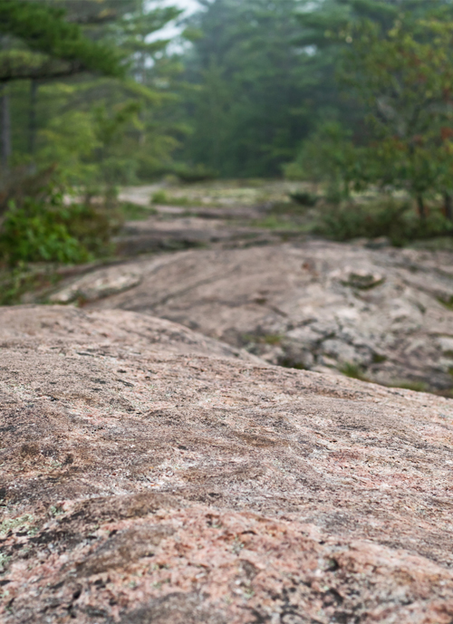 rocky ground with a few trees