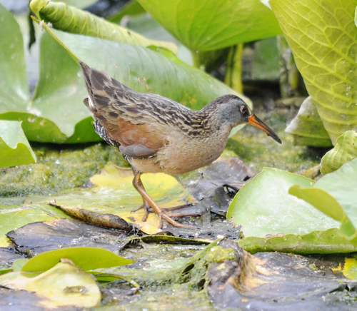 a Virginia Rail walking a through leaves