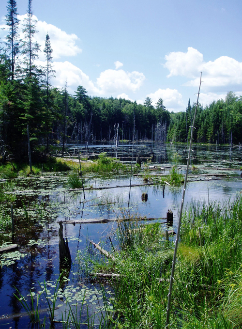 a provincial wetland, trees surrounding marshy water
