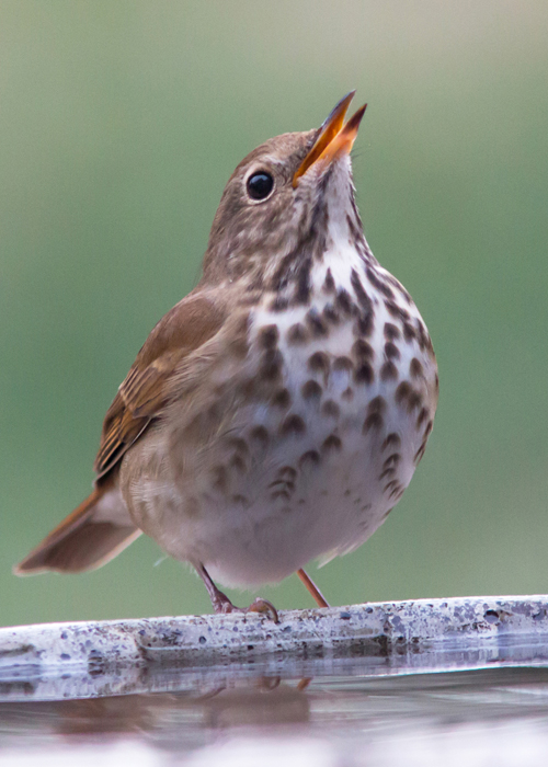 a wood thrush perched on a branch 