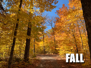 Fall