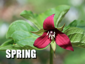 Spring