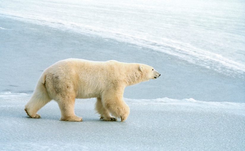 L’ours polaire : Sa Majesté arctique de l’Ontario