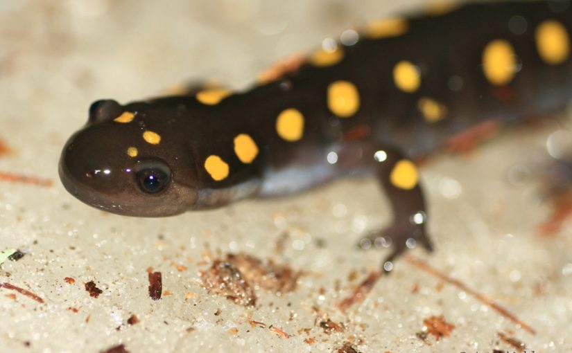 La salamandre maculée, annonciatrice du printemps