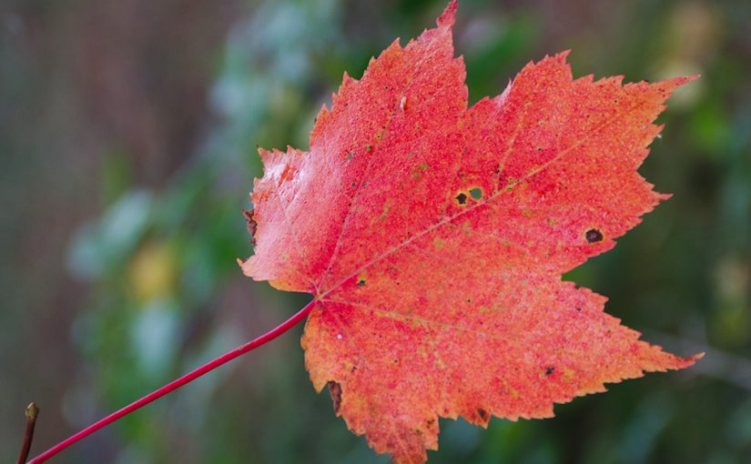 Cherchez la feuille cet automne avec Le bois de l’Ontario