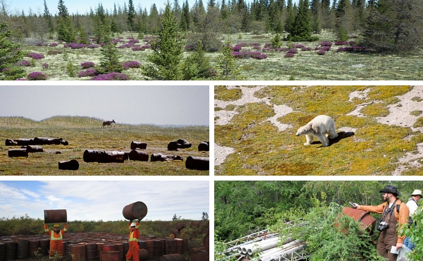 Restauration de l’équilibre naturel dans le parc provincial Polar Bear