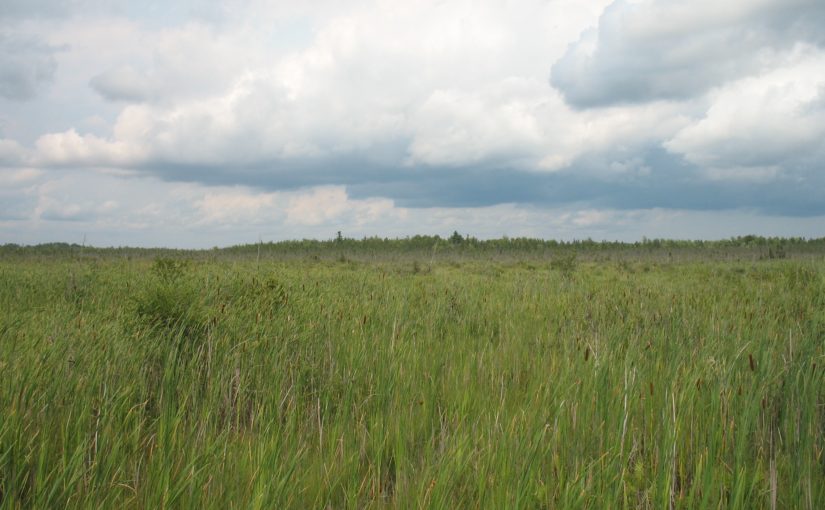Présentation de notre plus récent parc provincial : Brockville Long Swamp Fen
