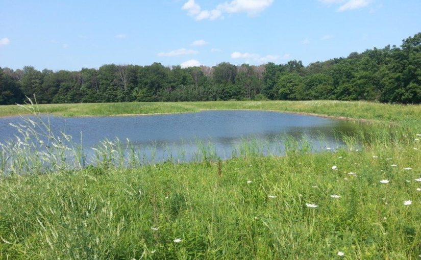 La restauration des milieux humides est payante au parc provincial John E. Pearce