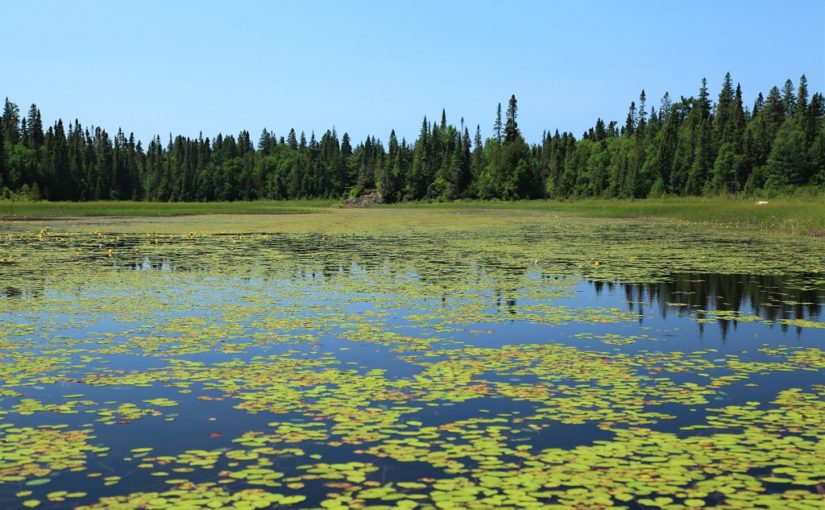 Un bioblitz d’été au parc provincial du lac Supérieur