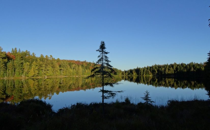 Le lac par une journée claire avec de l’ombrage à l’avant-plan et la forêt en arrière-plan