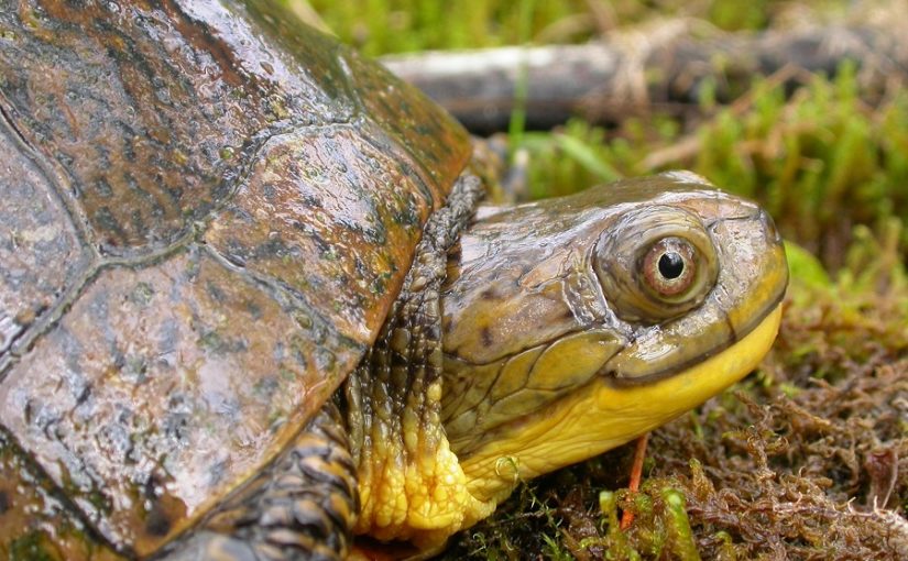 Le printemps, la saison des tortues à Grundy Lake