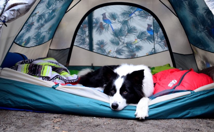 Se la couler douce à Parcs Ontario : la perspective d’un chien sur le camping
