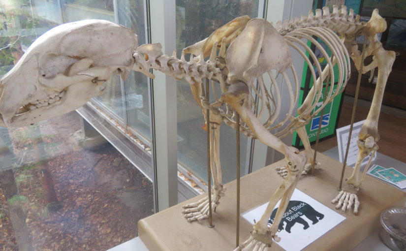 Squelette d'ours derrière la vitrine du musée