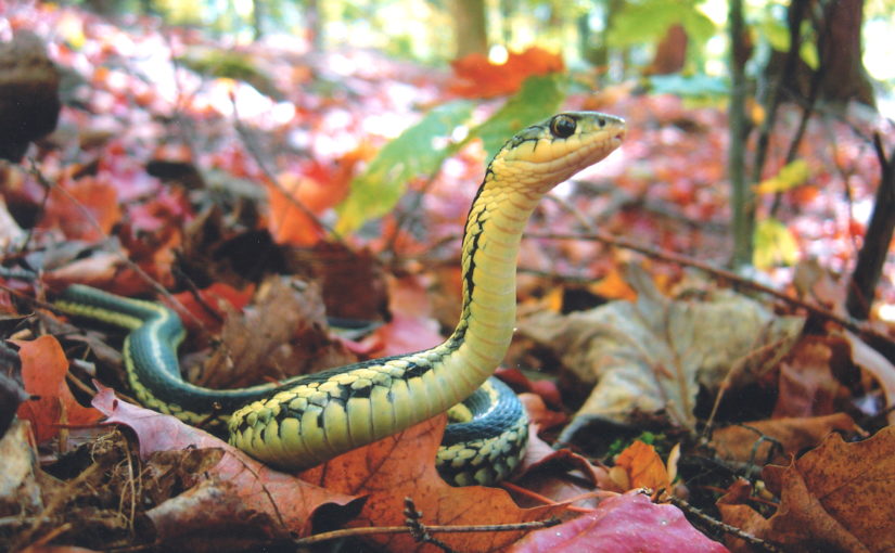 8 faits intéressants sur les serpents