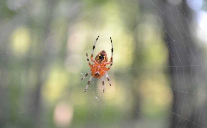 8 faits amusants sur les araignées
