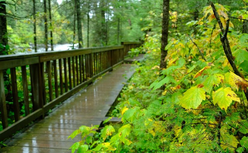 Promenade de bois après la pluie