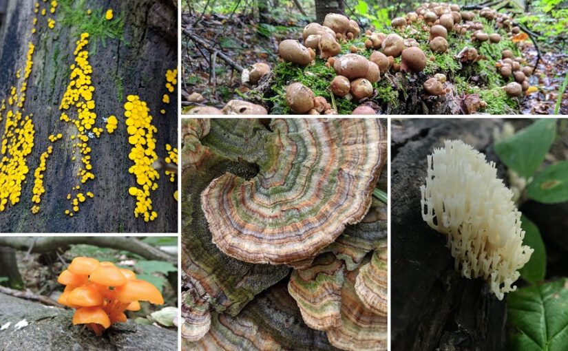 Les fascinants champignons d’automne à Frontenac