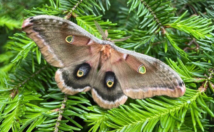 Cinq faits sur les merveilleux papillons de nuit