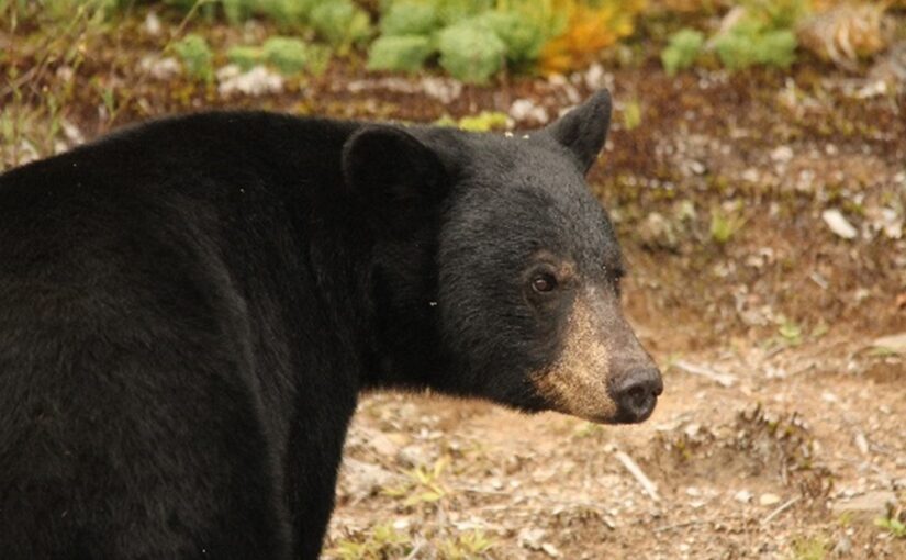 C’est le mois d’août — que font les ours noirs?
