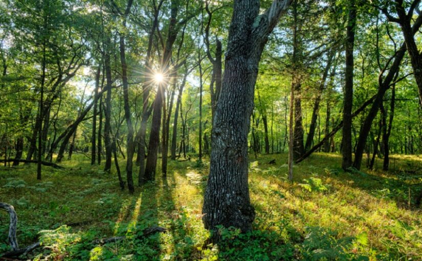 La notion d’une « simple forêt » n’existe pas